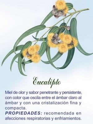 MieldeEucalipto