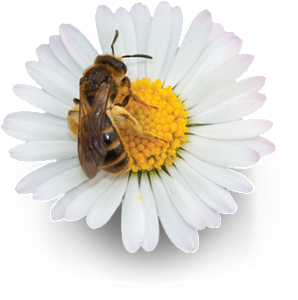 img-abelha-flor